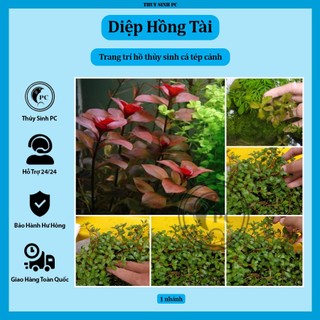 1 nhánh thủy sinh diệp hồng tài lá táo