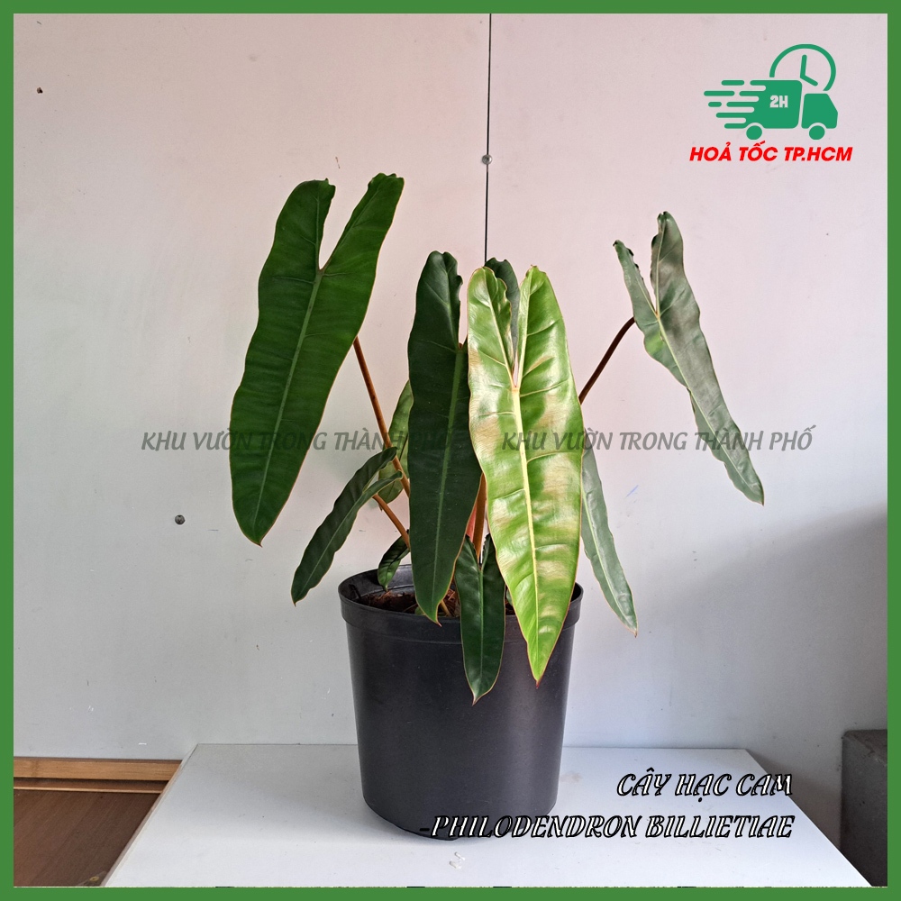 Cây hạc chân cam Philodendron Billietiae (nhiều size)