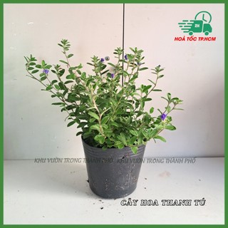 Cây hoa thanh tú chịu nắng tốt
