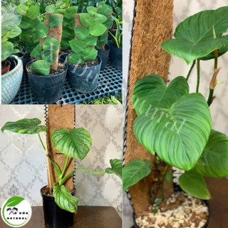 Thảm xơ dừa 20cm x 1m [ thảm băng dừa, cuộn xơ dừa ]