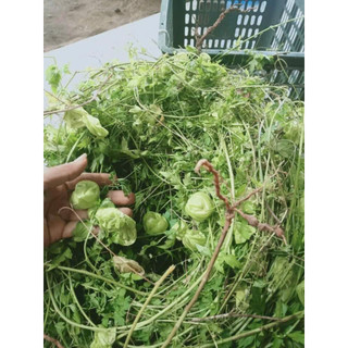 1kg cây xoan leo sấy khô hữu cơ