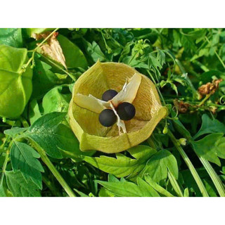 1kg cây xoan leo sấy khô hữu cơ