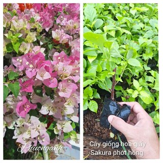 Cây giống Hoa giấy Sakura phớt hồng, giâm cành, cây bầu giống rễ nhiều .