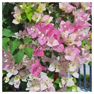 Cây Hoa giấy Sakura phớt hồng, Cây thuần chậu C6 .Cây giâm cành nguyên bản.