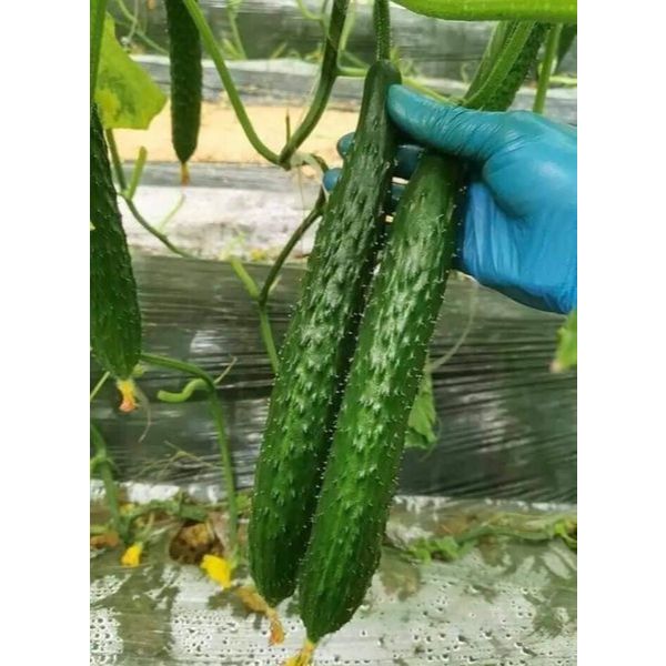 HẠT GIỐNG DƯA CHUỘT KIẾM NHẬT GÓI 20 HẠT