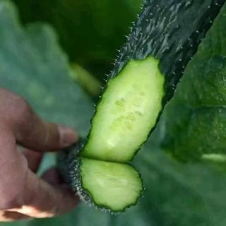 HẠT GIỐNG DƯA CHUỘT KIẾM NHẬT GÓI 20 HẠT