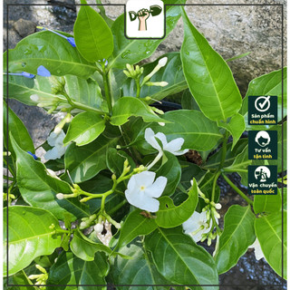 Cây Lài Tây - Tổng thể 30-40 cm - Cây trang trí sân vườn ban công!