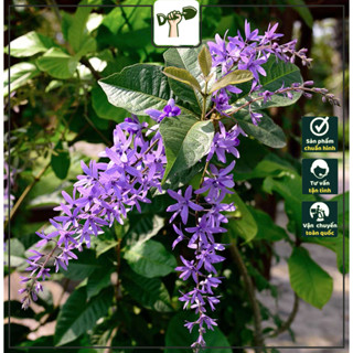 Cây Mai Xanh Thái - Tổng thể 30-40cm - Cây trang trí sân vườn - Hoa rực rỡ