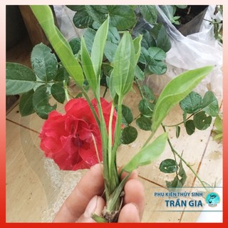 Cây lan nước thuỷ sinh cho hồ kính