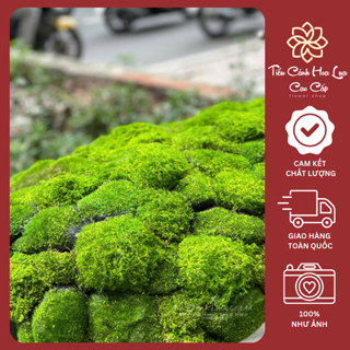  Thảm Cỏ Rêu Nhân Tạo Thảm Rêu Decor Tiểu Cảnh 1m X 50cm - Tiểu Cảnh Hoa Lụa Cao Cấp 