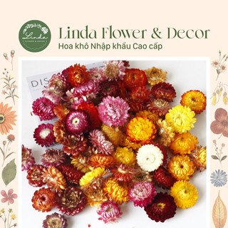 ❤️FREESHIP❤️(Sỉ từ 1kg) Hoa Cúc Bất Tử khô trang trí decor (10 Đầu bông)