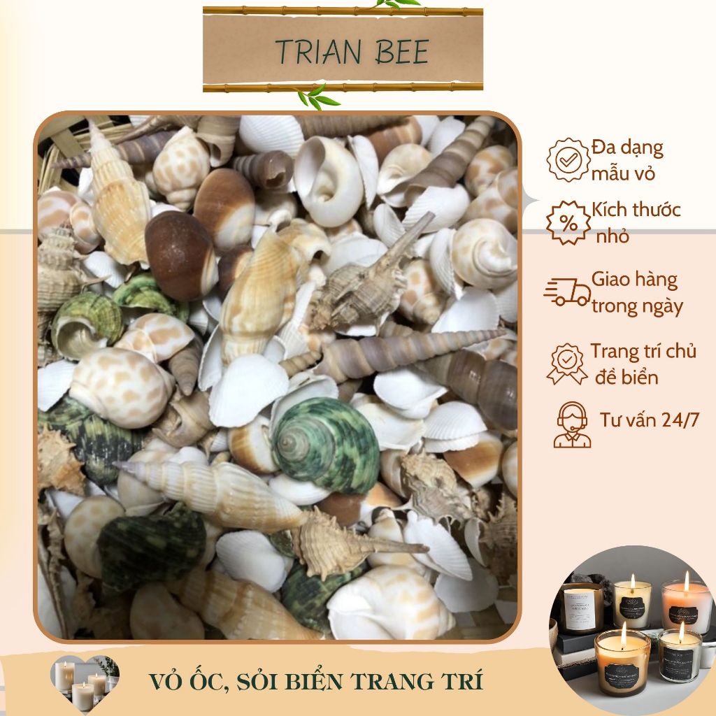 Vỏ ốc biển, sỏi biển kích thước nhỏ - phụ kiện trang trí