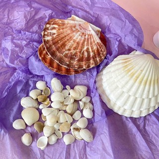 Vỏ Sò Ốc San Hô Sấy Khô Phụ Kiện Chụp Ảnh, Làm Đồ Handmade Trang Trí Fishy Decor