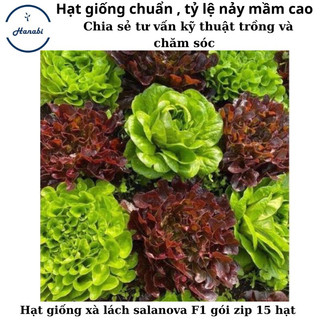 Hạt giống xà lách Salanova f1 mỹ