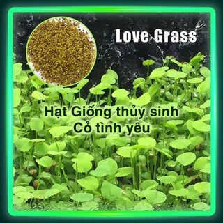 Hạt giống thủy sinh Cỏ tình yêu (Hàng Công Ty)