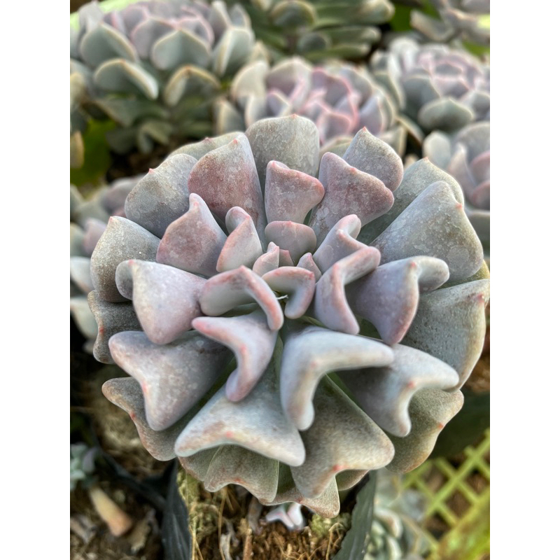 cây sen đá cúc tím  🌵 [Chính hãng]⚡ [Ảnh thật] ❤ [FreeShip] ✈ [Có sẵn]