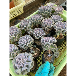 cây sen đá cúc tím  🌵 [Chính hãng]⚡ [Ảnh thật] ❤ [FreeShip] ✈ [Có sẵn]