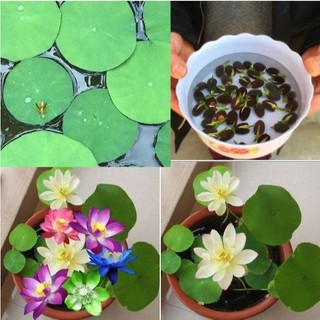 Hạt giống sen mini nhật nhiều màu  {gói 15 hạt }