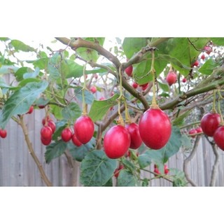 Hạt giống cà chua thân gỗ Tamarillo {gói 10 hạt }
