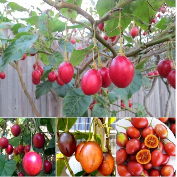 Hạt giống cà chua thân gỗ Tamarillo {gói 10 hạt }