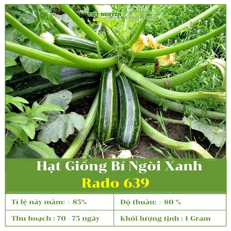 Hạt Giống Bí ngòi xanh