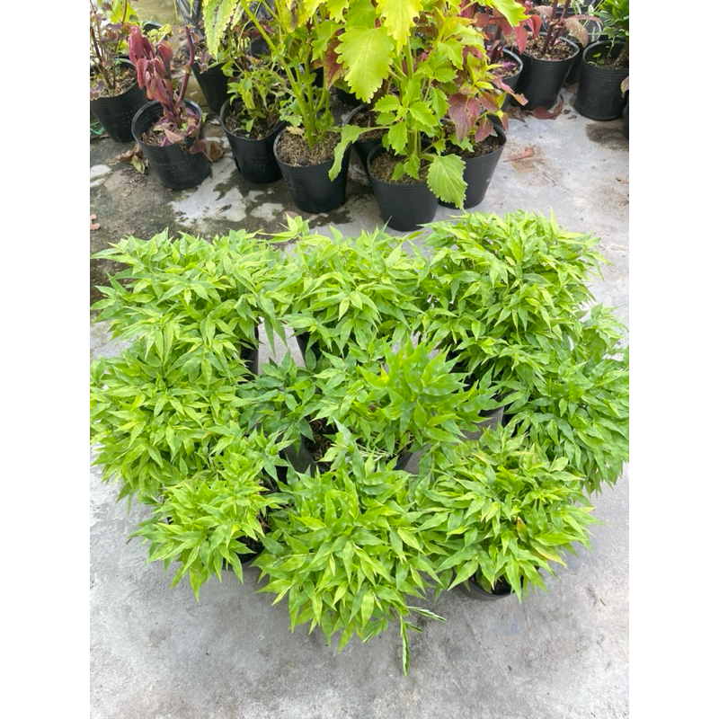 Cây Trúc Chỉ- tặng kèm phân bón