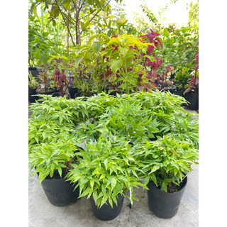 Cây Trúc Chỉ- tặng kèm phân bón