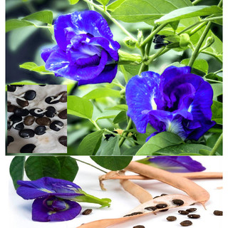Hạt giống hoa đậu biếc cánh kép { gói 20  hạt }