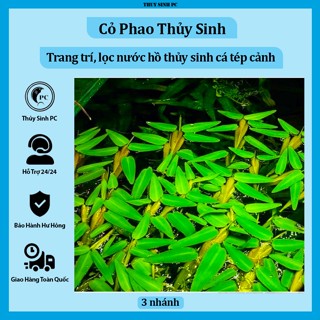   3 nhánh  cây thủy sinh Cỏ Phao lọc nước,trang trí bể cá cảnh 