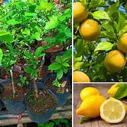 Cây ghép giống chanh vàng mỹ ( chanh tây )