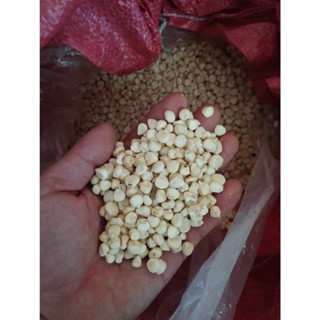   SỈ  5Kg Bắp Nếp Hạt Khô NGUYÊN HẠT _ Bắp nếp hạt khô giá sỉ _  Làm Xôi Bắp bắp hầm bắp giã sữa bắp _ 🌽 Nongsangiasi 
