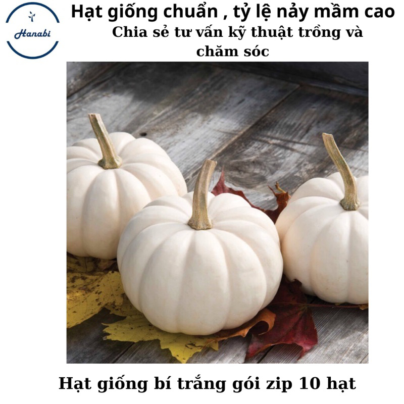 Hạt giống bí casperita mỹ