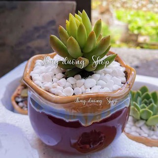 Sỏi trang trí bể cá, sỏi trang trí sân vườn