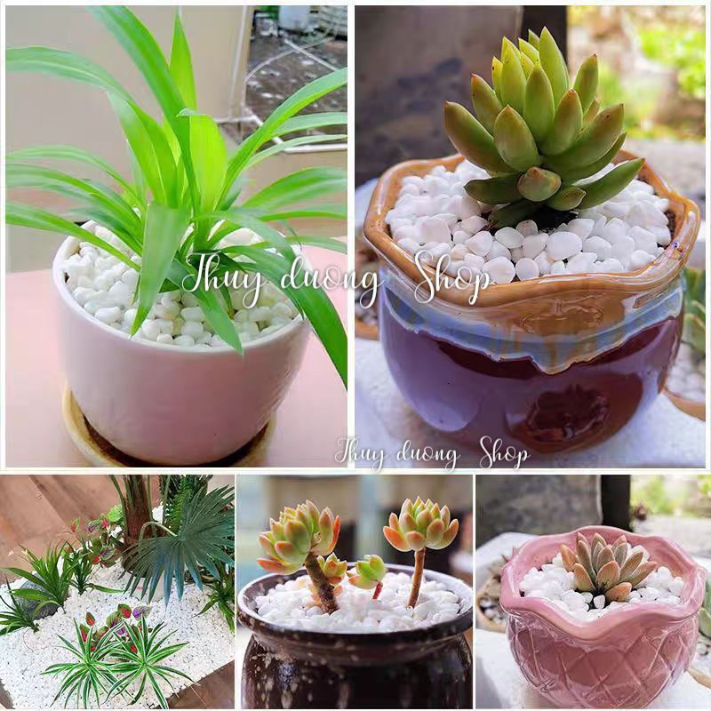 Sỏi trang trí bể cá, sỏi trang trí sân vườn