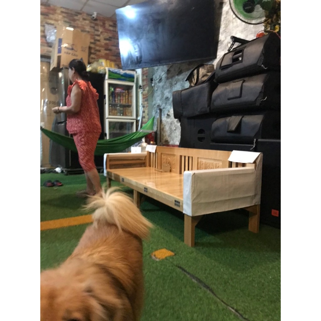 GIƯỜNG GỖ SỒI GẤP GỌN KÉO RA THÀNH GIƯỜNG - SOFA GIƯỜNG