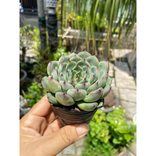 Sen đá size bầu