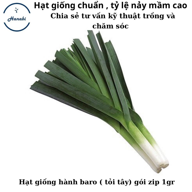 Hạt giống hành Baro