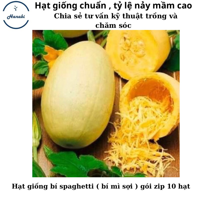 Hạt giống bí mì sợi Spaghetti