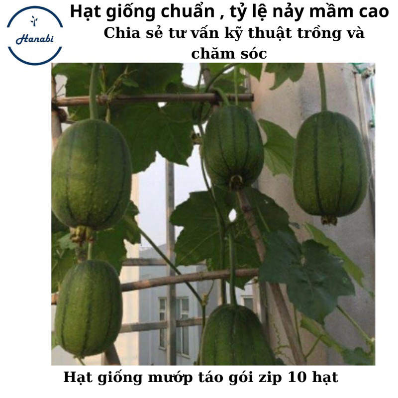 Hạt giống mướp táo