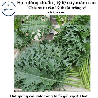Hạt giống cải kale rong biển mỹ f1