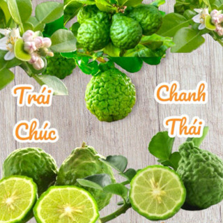Trái Chúc ( Chanh Thái) An Giang -Kaffir Lime Tươi- 1kg ( Hàng mới hái)