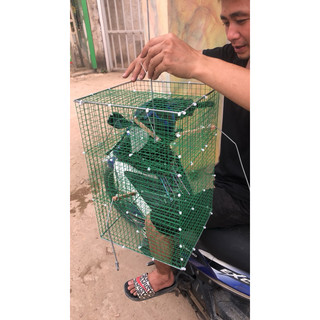 Lồng Bẫy Chim Khuyên Tự Động(CHUYÊN KHUYÊN) (TẶNG:1 đôi cóng nhựa)