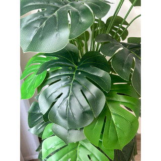 TRẦU BÀ LÁ XẺ 1M1- CÂY GIẢ DECOR