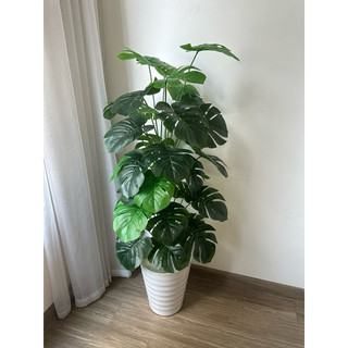 TRẦU BÀ LÁ XẺ 1M1- CÂY GIẢ DECOR