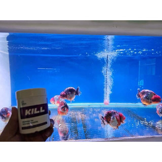 KILL CZ11 (50g) - Bột KS Xử lý các vấn đề cho cá cảnh (Thuỷ mi, làm sạch thức ăn) - HÀNG CÔNG TY