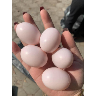 trứng nước  Bồ câu