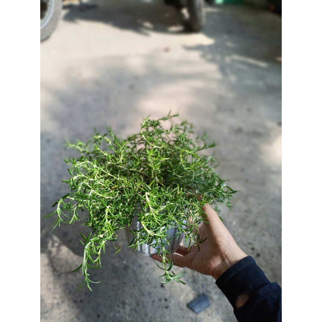 Cây hương thảo rũ (chỉ giao hỏa tốc HCM)