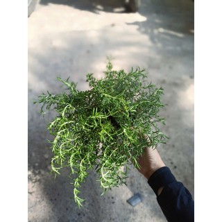 Cây hương thảo rũ (chỉ giao hỏa tốc HCM)