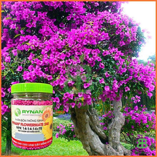 Phân Bón Lan và hoa kiểng Rynan 240, Nuôi hoa, dưỡng hoa lâu tàn hiệu quả Vuonbabylon - Hủ 150g