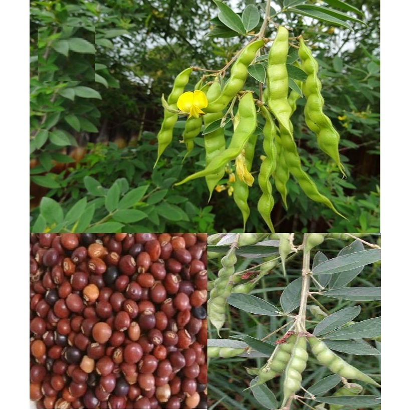 Hạt giống cây đậu săng (đậu chiều) { 20gram/gói }